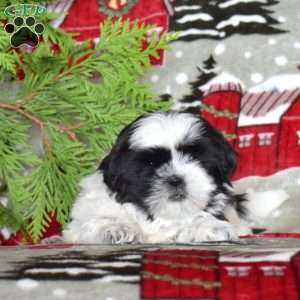 Timmy, Shih Tzu Puppy