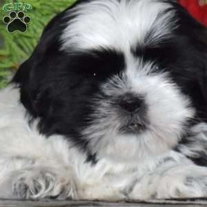 Timmy, Shih Tzu Puppy