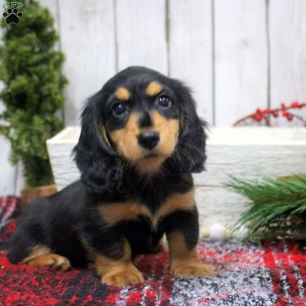 Tina, Dachshund Puppy