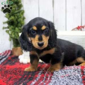 Tina, Dachshund Puppy