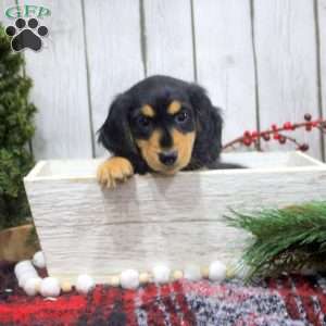 Tina, Dachshund Puppy