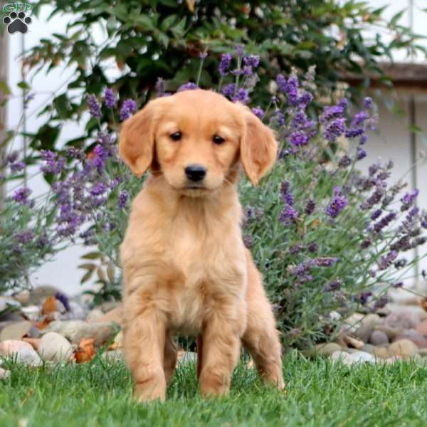 Tina, Golden Retriever Puppy