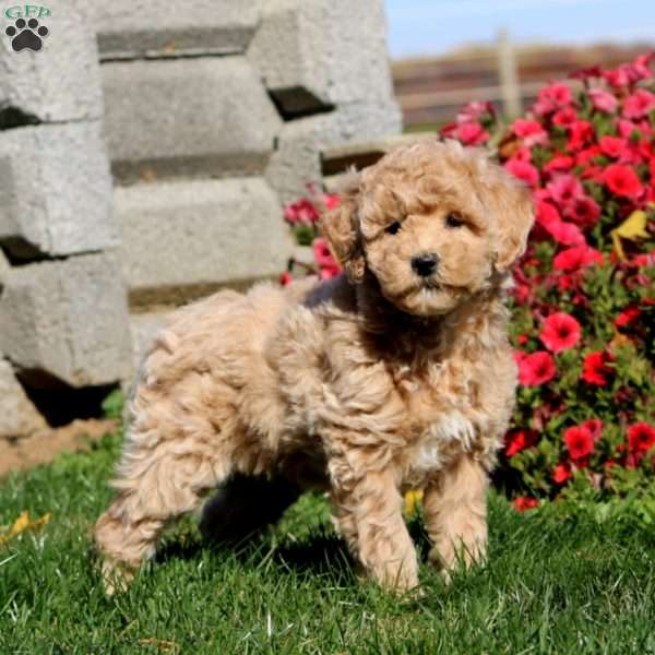 Tina, Miniature Poodle Puppy