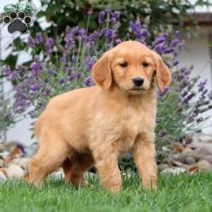 Tina, Golden Retriever Puppy