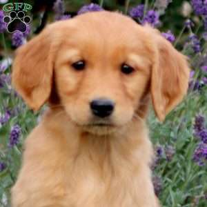 Tina, Golden Retriever Puppy