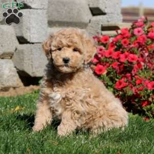 Tina, Miniature Poodle Puppy