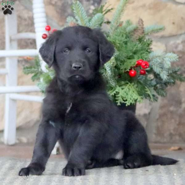 Tinka, Golden Retriever Mix Puppy