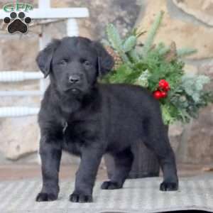 Tinka, Golden Retriever Mix Puppy