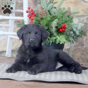 Tinka, Golden Retriever Mix Puppy