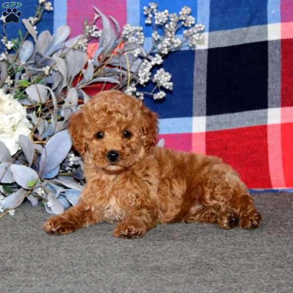 Tinker, Miniature Poodle Puppy