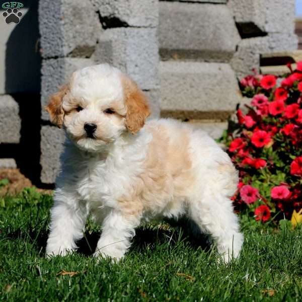 Tinker, Miniature Poodle Puppy