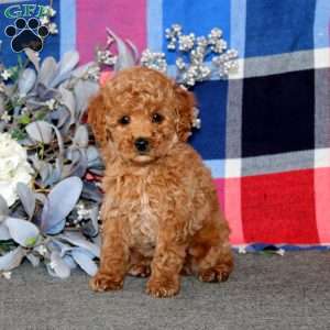 Tinker, Miniature Poodle Puppy