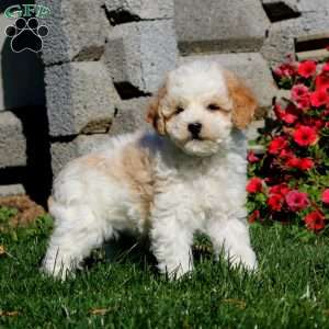 Tinker, Miniature Poodle Puppy