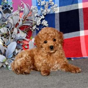 Tinker, Miniature Poodle Puppy