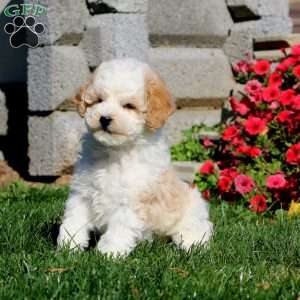 Tinker, Miniature Poodle Puppy
