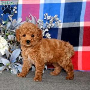 Tinker, Miniature Poodle Puppy