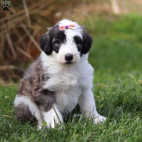 Tinsel, Sheepadoodle Puppy