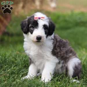 Tinsel, Sheepadoodle Puppy