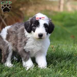 Tinsel, Sheepadoodle Puppy