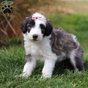 Tinsel, Sheepadoodle Puppy