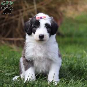 Tinsel, Sheepadoodle Puppy
