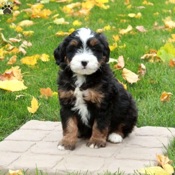 Titas, Mini Bernedoodle Puppy