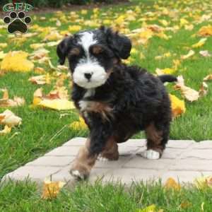 Titas, Mini Bernedoodle Puppy