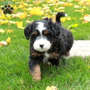 Titas, Mini Bernedoodle Puppy