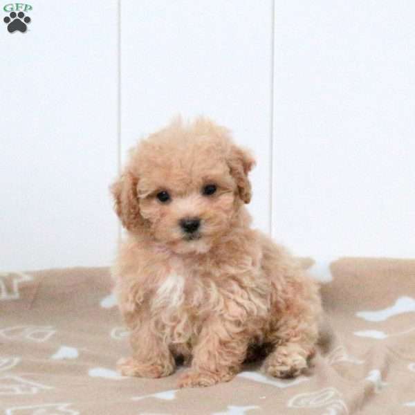 Tito, Bich-Poo Puppy