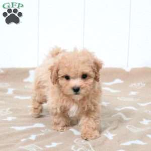 Tito, Bich-Poo Puppy