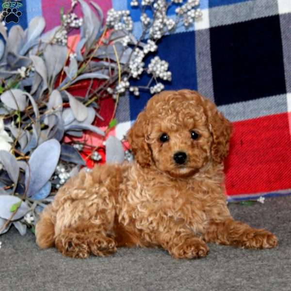 Titus, Miniature Poodle Puppy