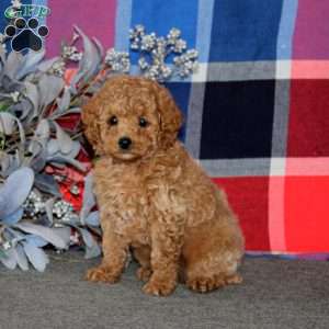 Titus, Miniature Poodle Puppy