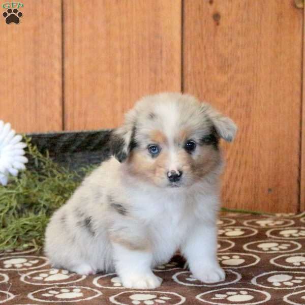 Toby, Welsh Corgi Mix Puppy
