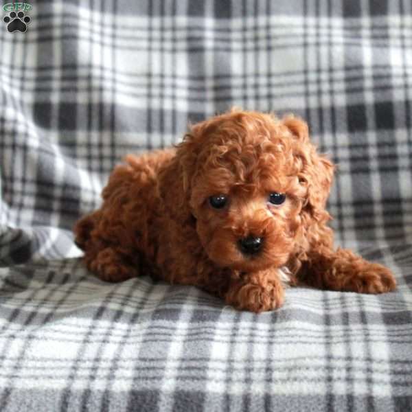 Toby, Toy Poodle Puppy