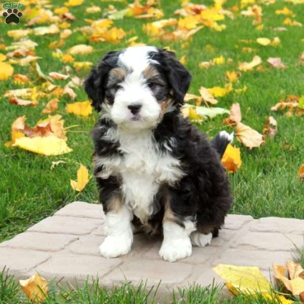 Toby, Mini Bernedoodle Puppy