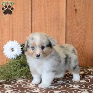 Toby, Welsh Corgi Mix Puppy