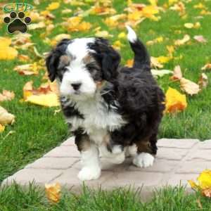 Toby, Mini Bernedoodle Puppy