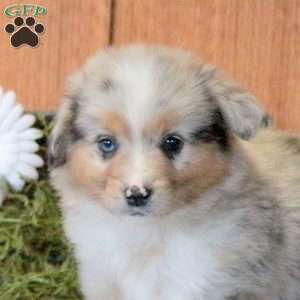Toby, Welsh Corgi Mix Puppy