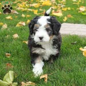 Toby, Mini Bernedoodle Puppy