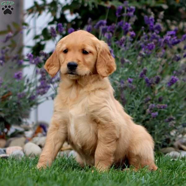 Tonya, Golden Retriever Puppy