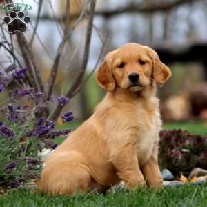 Tonya, Golden Retriever Puppy