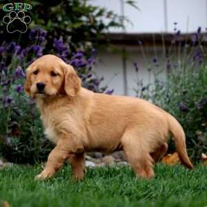 Tonya, Golden Retriever Puppy