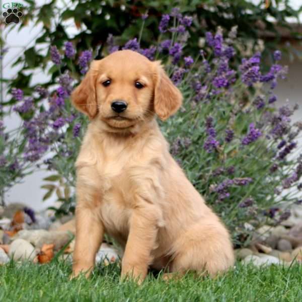 Tootsie, Golden Retriever Puppy