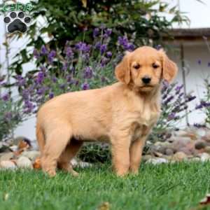 Tootsie, Golden Retriever Puppy