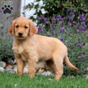 Tootsie, Golden Retriever Puppy