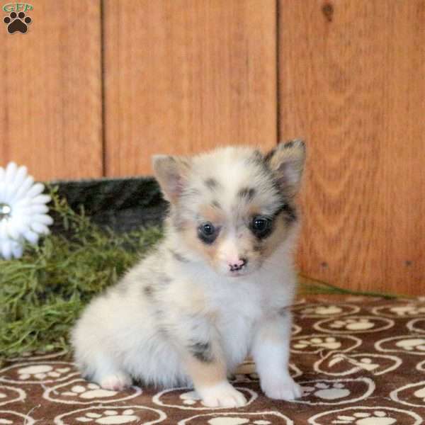 Topaz, Welsh Corgi Mix Puppy
