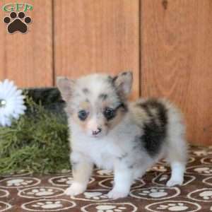 Topaz, Welsh Corgi Mix Puppy
