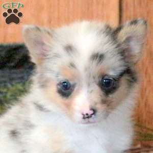 Topaz, Welsh Corgi Mix Puppy
