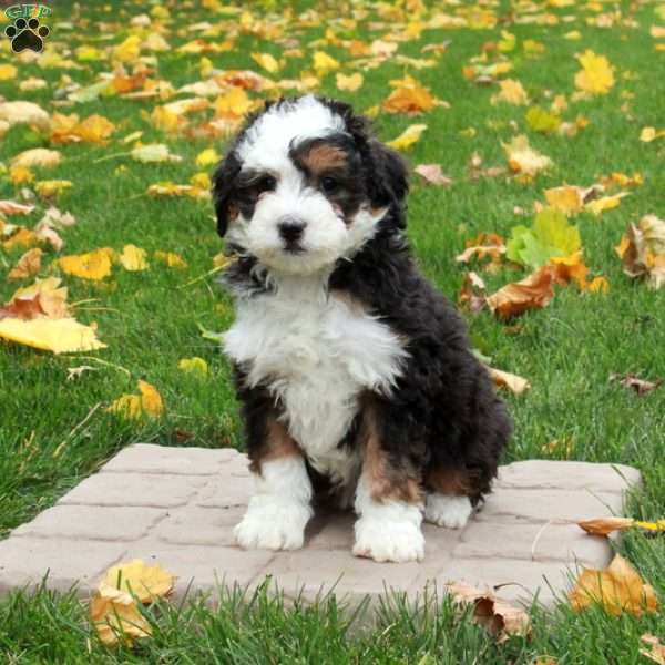 Tori, Mini Bernedoodle Puppy