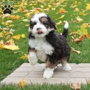 Tori, Mini Bernedoodle Puppy